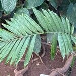 Chamaedorea tepejilote Leaf