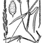Moorochloa eruciformis Sonstige