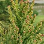 Cryptomeria japonica Ліст