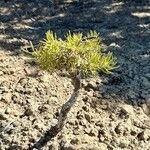 Pinus edulis Hoja