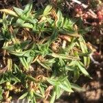 Dianthus pungens Blatt