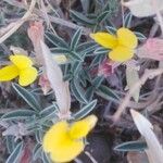 Argyrolobium zanonii 花
