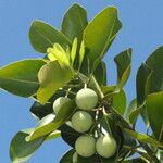 Calophyllum inophyllum Фрукт