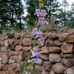 Penstemon virgatus