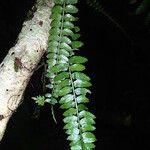 Asplenium barteri Folha