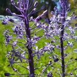 Scilla hyacinthoides Flors