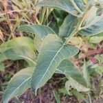 Parthenium integrifolium पत्ता