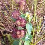 Triumfetta rhomboidea Fruit