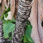 Echium simplex 树皮