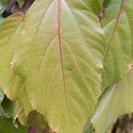 Acalypha wilkesiana Hoja