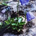 Campanula cochleariifolia Flower