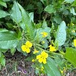 Goodenia ovata Blomst