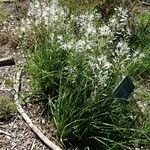 Anthericum liliago Vekstform