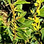 Acacia longifolia Flower