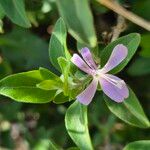 Barleria volkensii Flower