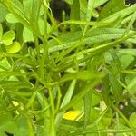 Coreopsis tinctoria 葉