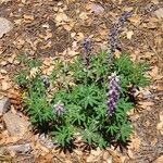 Lupinus neomexicanus Flower