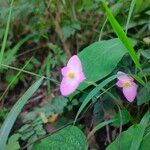 Begonia gracilis Цвят