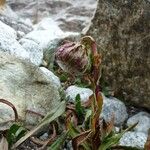 Culcitium serratifolium Flower