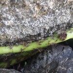 Phymatosorus scolopendria 樹皮