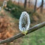 Salix atrocinereaFlower