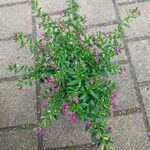 Cuphea hyssopifolia Агульны выгляд