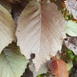 Corylus maxima Blad