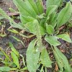 Plantago rhodosperma Pokrój