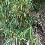 Pseudosasa japonica ഇല