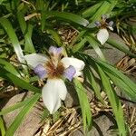 Neomarica northiana Flor