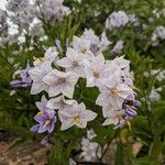 Solanum laxum Kukka