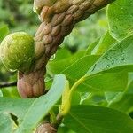 Magnolia sprengeri Fruit