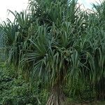 Pandanus tectorius Hábito