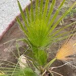 Washingtonia filiferaLeaf