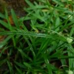 Cyperus richardii Leaf