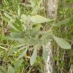 Borrichia frutescens Leaf