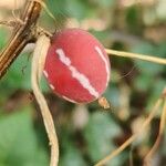 Diplocyclos palmatus Fruit