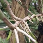 Epidendrum ciliare Kabuk