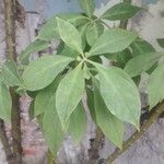 Leuenbergeria bleo Hostoa