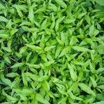 Persicaria hydropiper Yeri