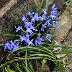 Scilla luciliae 整株植物