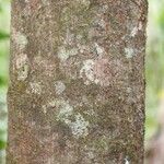 Elvasia elvasioides Bark