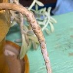 Sedum allantoides 樹皮