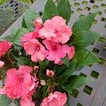 Impatiens hawkeri花