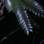 Zygia racemosa Leaf