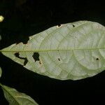 Aegiphila costaricensis Leaf