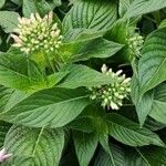 Pentas lanceolata Yaprak