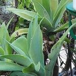 Agave attenuata Облик
