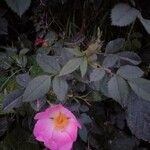 Rosa sherardii Leaf