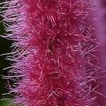 Acalypha hispida Blüte
